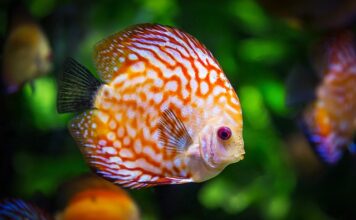 Co trzeba kupić do akwarium?