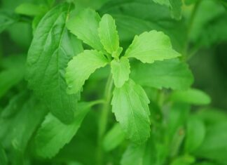 Czy można kupić cukier w cukrowni?