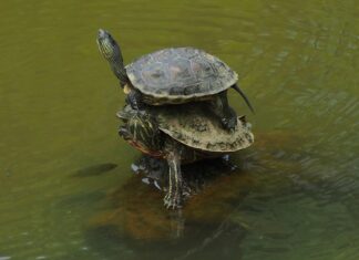 Co najlepiej nakładać na noc na twarz?