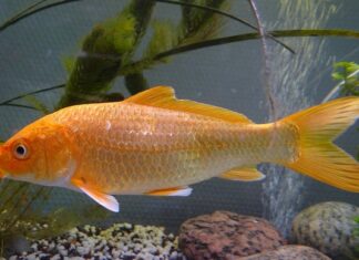 Czy da się zrobić Hybrydy bez lampy?