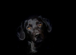 Dlaczego hybryda niszczy paznokcie?